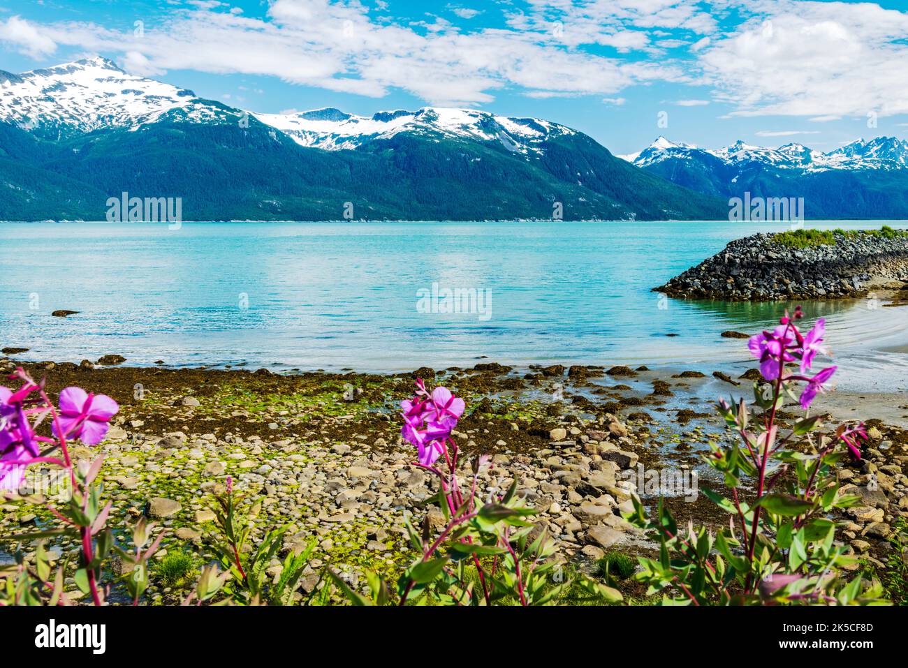 Zwergfeuerkraut; Gemeine Feuerkraut; E. angustifolium; Chilkoot Inlet; Oberer Lynn-Kanal; Coast Mountains Beyond; Oceanside RV Park; Haines; Alaska; USA Stockfoto