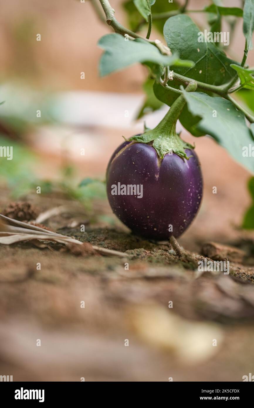 Violett gestreifte brinjale oder Aubergine, die auf einem Baum wächst Stockfoto