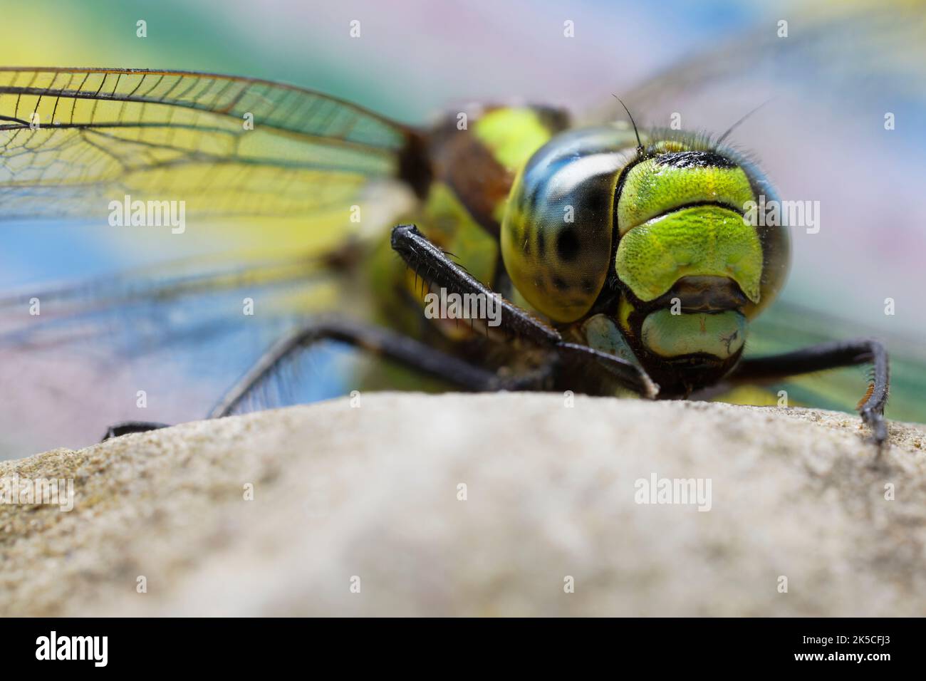 Fliege, Odonata, Makro, zusammengesetztes Auge Stockfoto