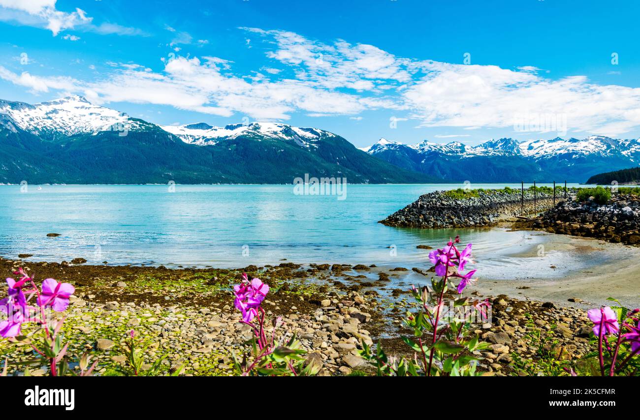 Zwergfeuerkraut; Gemeine Feuerkraut; E. angustifolium; Chilkoot Inlet; Oberer Lynn-Kanal; Coast Mountains Beyond; Oceanside RV Park; Haines; Alaska; USA Stockfoto