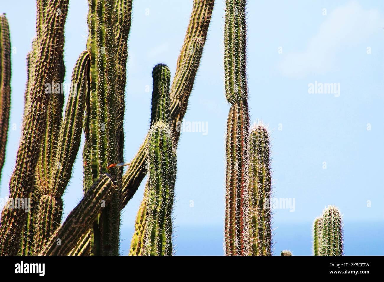 Nahaufnahme von Kakteen, die in der Wüste von Aruba wachsen. Stockfoto