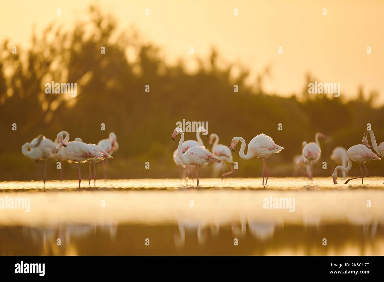 Rosa Flamingo (Phoenicopterus roseus), Gruppe, stehend, seitlich, frontal, Camargue, Frankreich, Europa Stockfoto