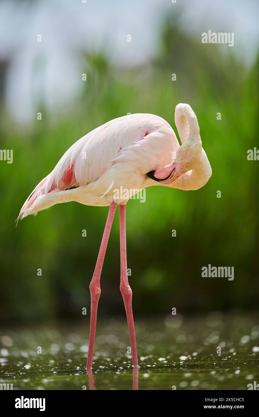 Rosa Flamingo (Phoenicopterus roseus), stehend, seitlich, Camargue, Frankreich, Europa Stockfoto