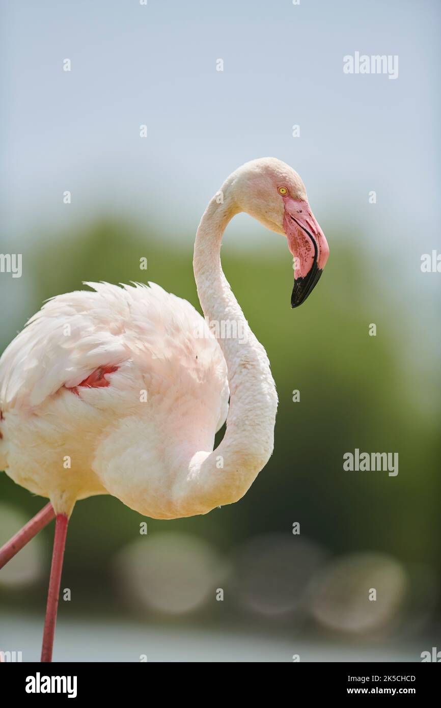 Pink Flamingo (Phoenicopterus roseus), Portrait, lateral, Camargue, Frankreich, Europa Stockfoto