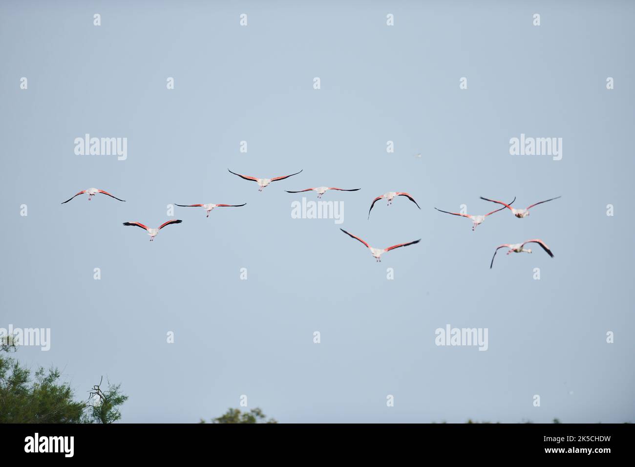 Rosa Flamingos (Phoenicopterus roseus), Gruppe, wegfliegen, Himmel, Camargue, Frankreich, Europa Stockfoto