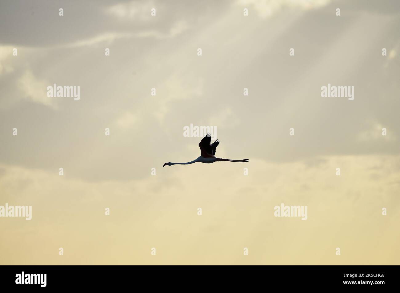 Rosa Flamingo (Phoenicopterus roseus), einfach, fliegend, seitlich, Camargue, Frankreich, Europa Stockfoto