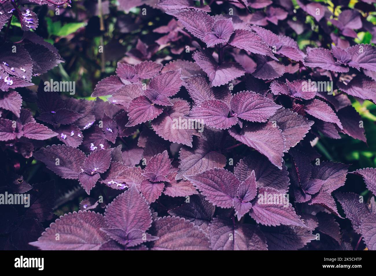 Nahaufnahme der wachsenden Mayana-Pflanze AKA Painted Nettle und Coleus blumei Benth, die aufgrund ihrer schmerzlindernden, entzündungshemmenden etc. Als traditionelle Medizin verwendet wird Stockfoto
