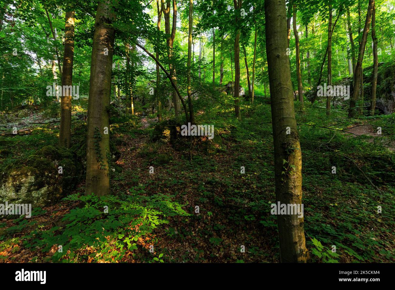 Europa, Polen, Schlesien, Krakau-Czestochowa-Hochland, polnisches Jura-Hochland - Rezerwat przyrody Parkowe, Parkowe Naturschutzgebiet Stockfoto