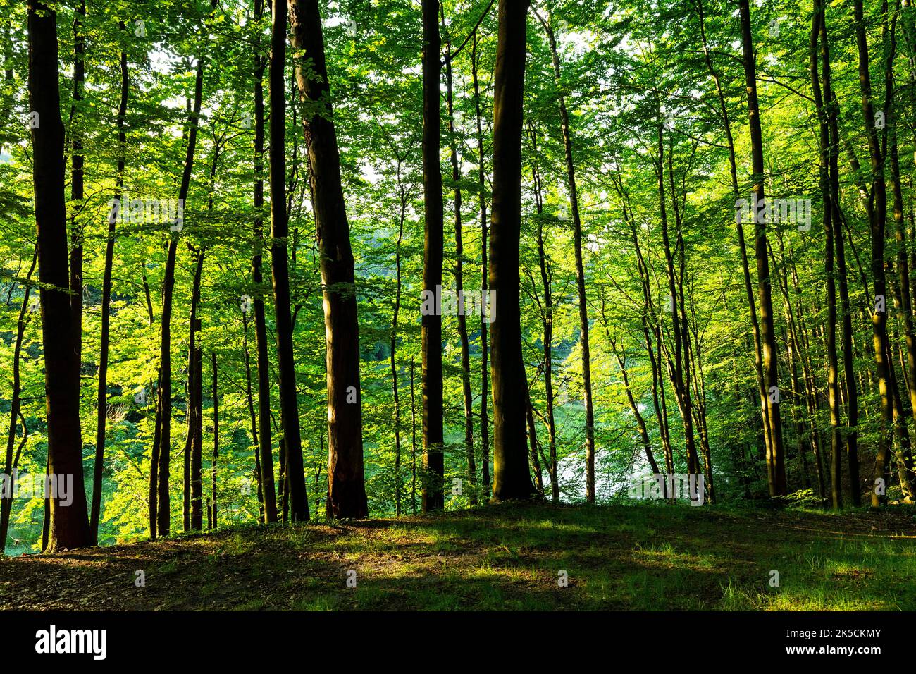 Europa, Polen, Schlesien, Krakau-Czestochowa-Hochland, polnisches Jura-Hochland - Rezerwat przyrody Parkowe, Parkowe Naturschutzgebiet Stockfoto