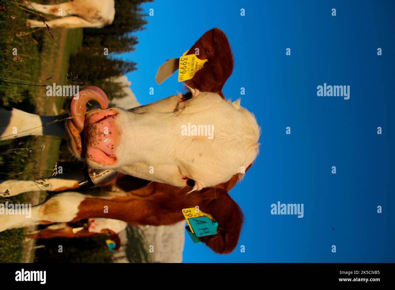 Lafatscher senkt sich, Kuh, Jungkuh, Rasse, Fleckvieh vor der Speckkarspitze, Wanderung, Alm, Sonnenuntergang, Österreich, Tirol, Almwiese Stockfoto