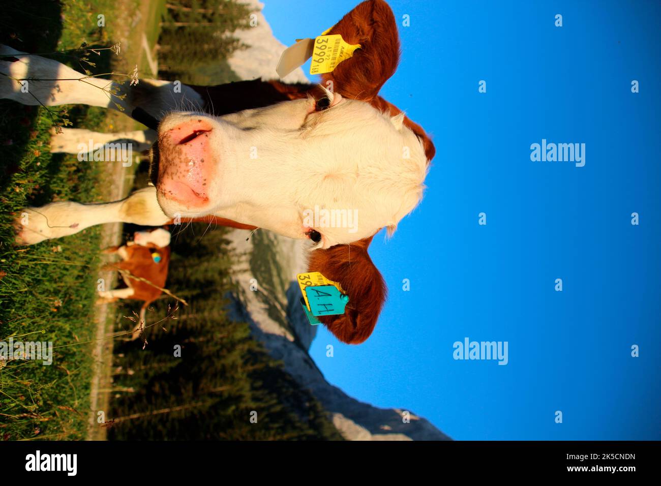 Lafatscher senkt sich, Kuh, Jungkuh, Rasse, Fleckvieh vor der Speckkarspitze, Wanderung, Alm, Sonnenuntergang, Österreich, Tirol, Almwiese Stockfoto