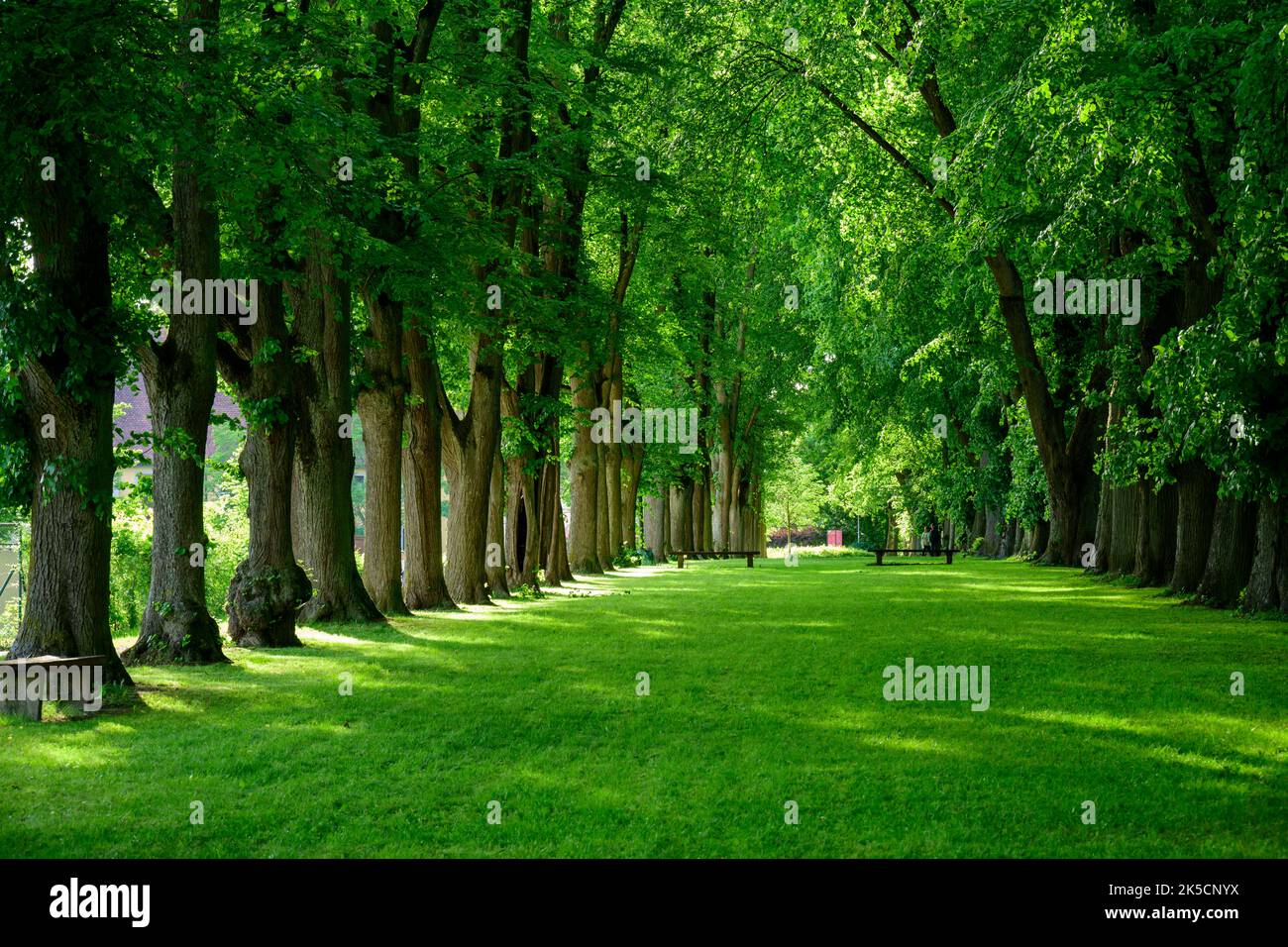 Deutschland, Bayern, Dinkelsbühl, die von Bäumen gesäumte Allee der Alten Promenade. Stockfoto