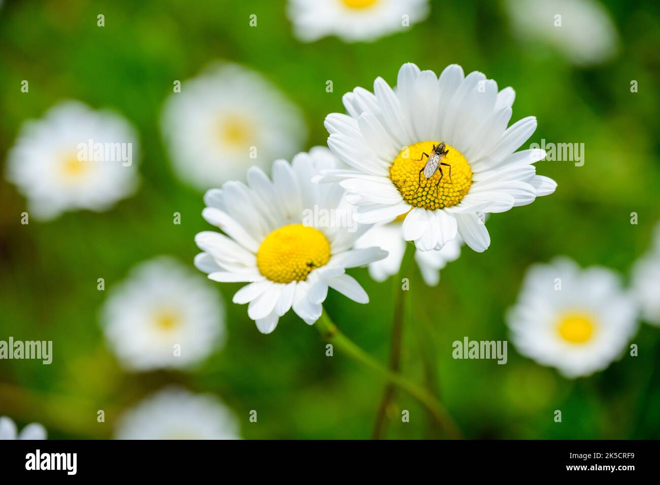 Wiese mit Gänseblümchen (Leucanthemum) Familie der Gänseblümchen (Asteraceae). Stockfoto