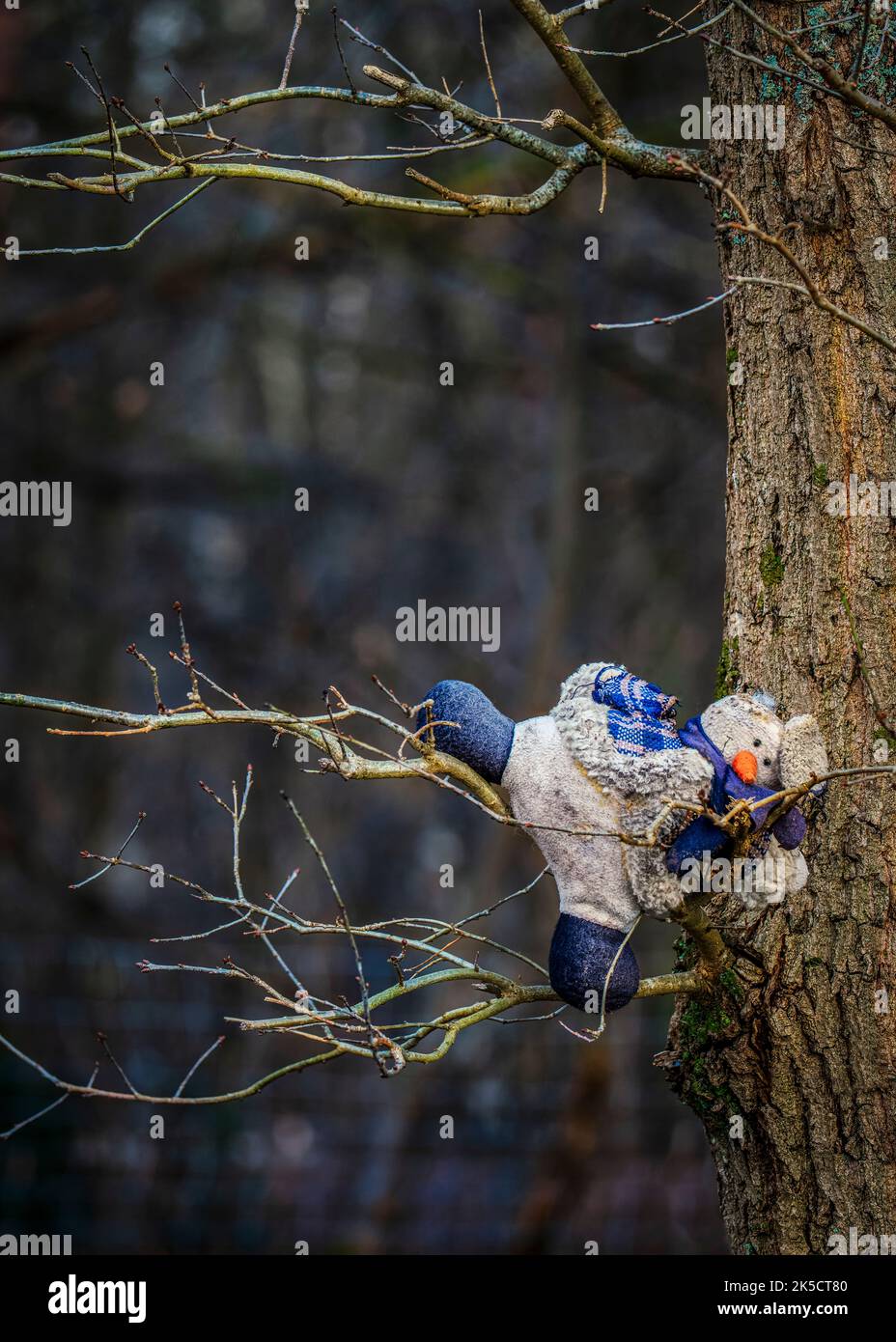 Spielzeug auf einem Baum im Wald Stockfoto