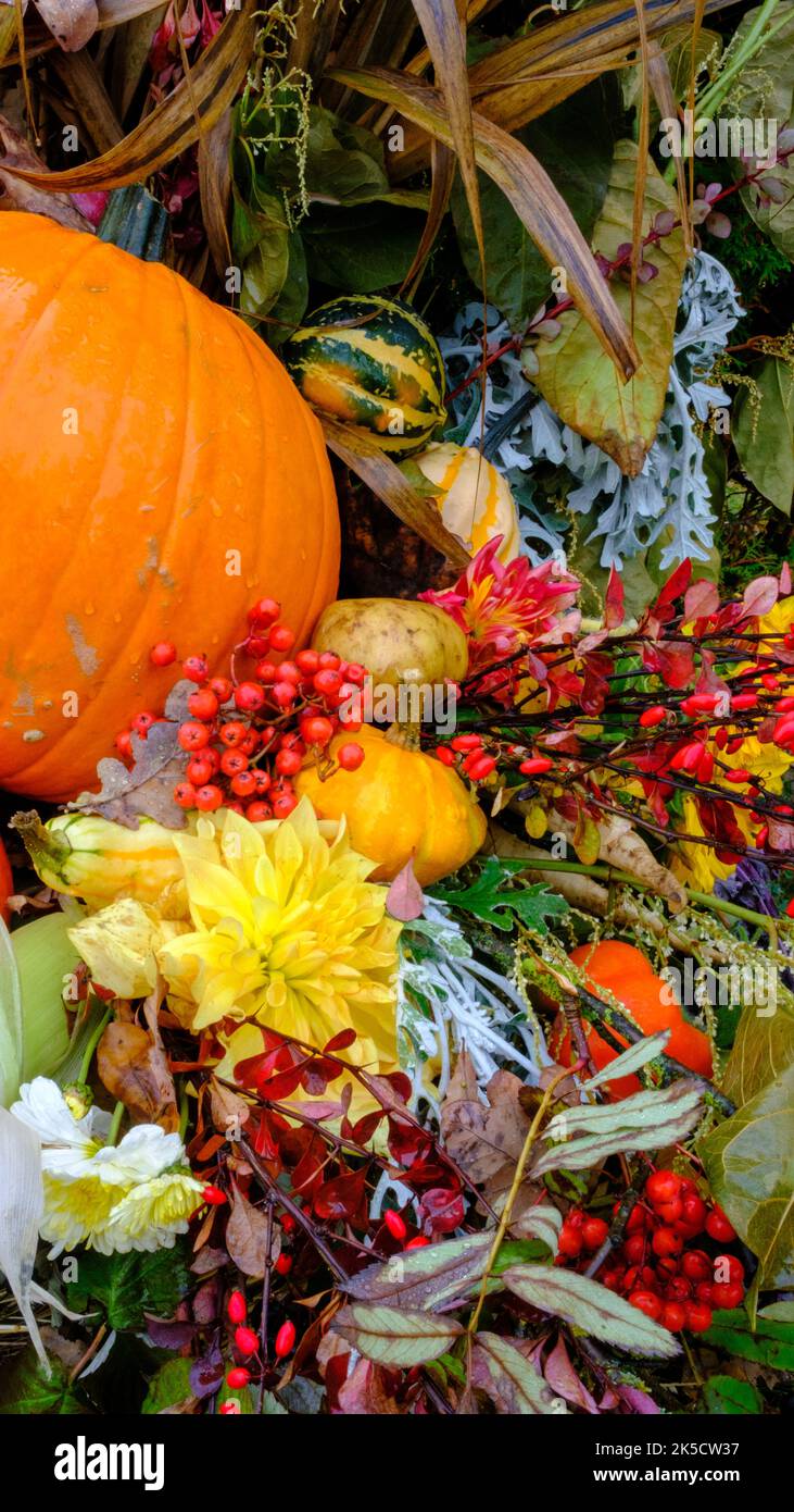 Saisonale Dekorationen mit Kürbissen und Blumen im Freien. Herbsternte, Erntedankfest oder Halloween Hintergrund. Herbstdekorationen von Blumen und Kürbis Stockfoto