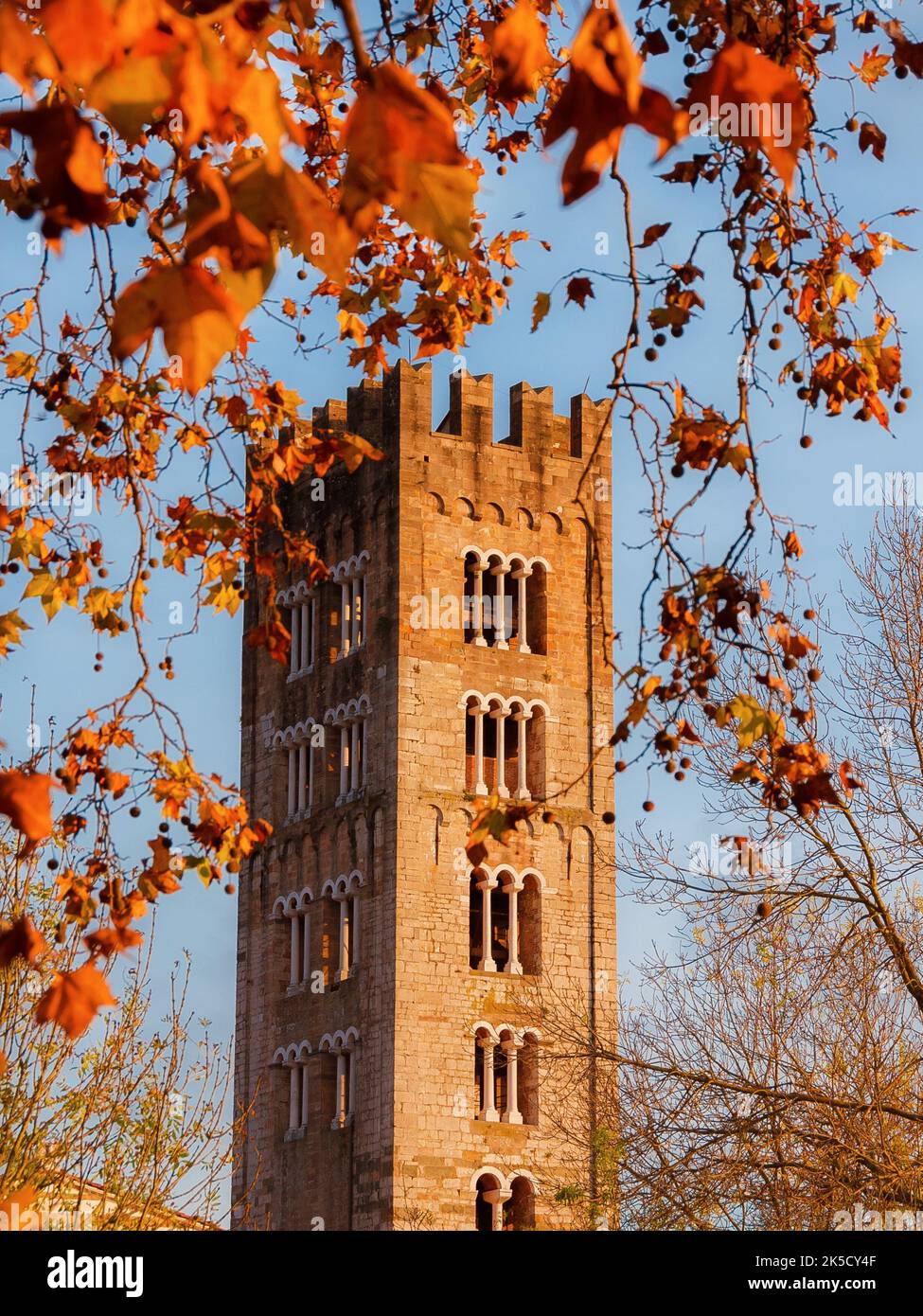 Herbst und Laub in Lucca. Kirche St. Fredianus mittelalterlichen Glockenturm zwischen Platanen herbstlichen roten, orangen und braunen Blättern Stockfoto