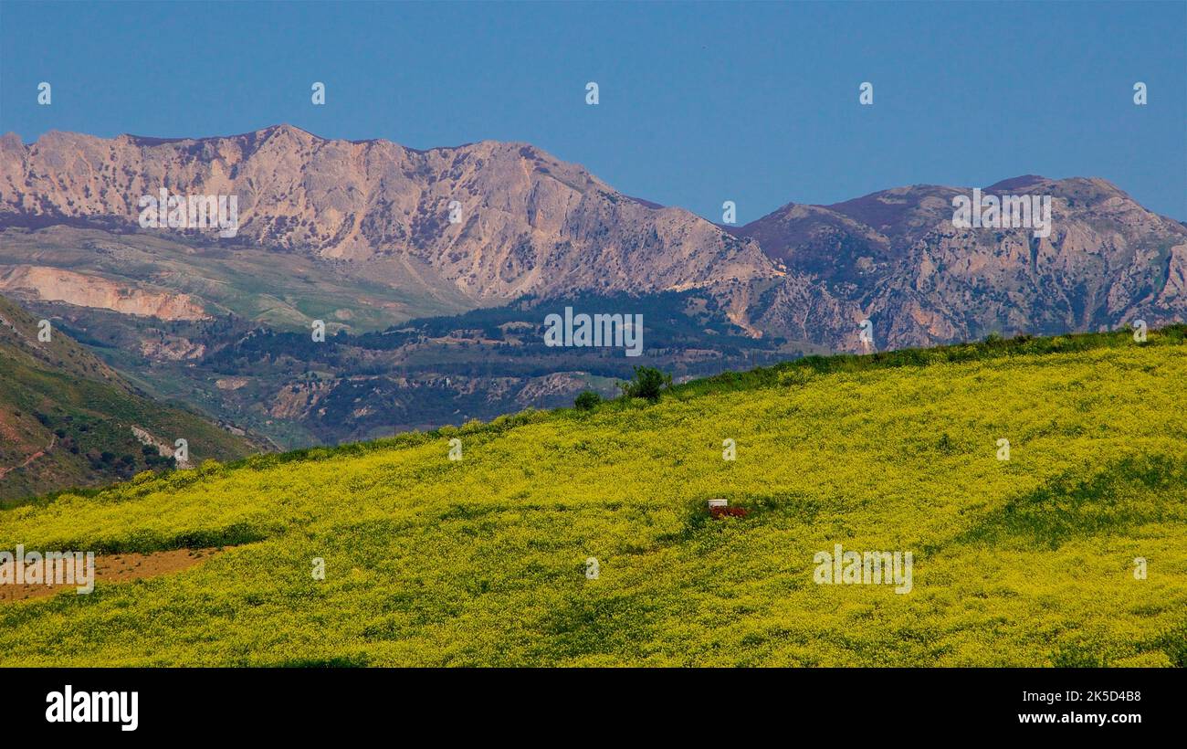 Italien, Sizilien, Nationalpark Madonie, Frühling, Berge, Gelbe Frühlingswiese, blauer wolkenloser Himmel, Bäume Stockfoto