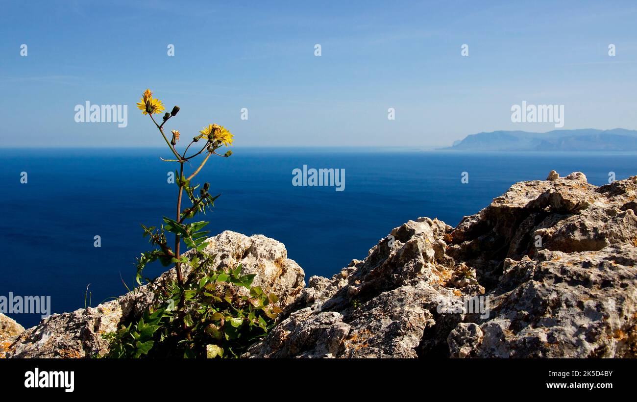 Italien, Sizilien, Nationalpark Zingaro, Frühling, Felsen, Einzelne gelbe Blume, Blick auf die Landzunge, blaues Meer, himmelblau Stockfoto