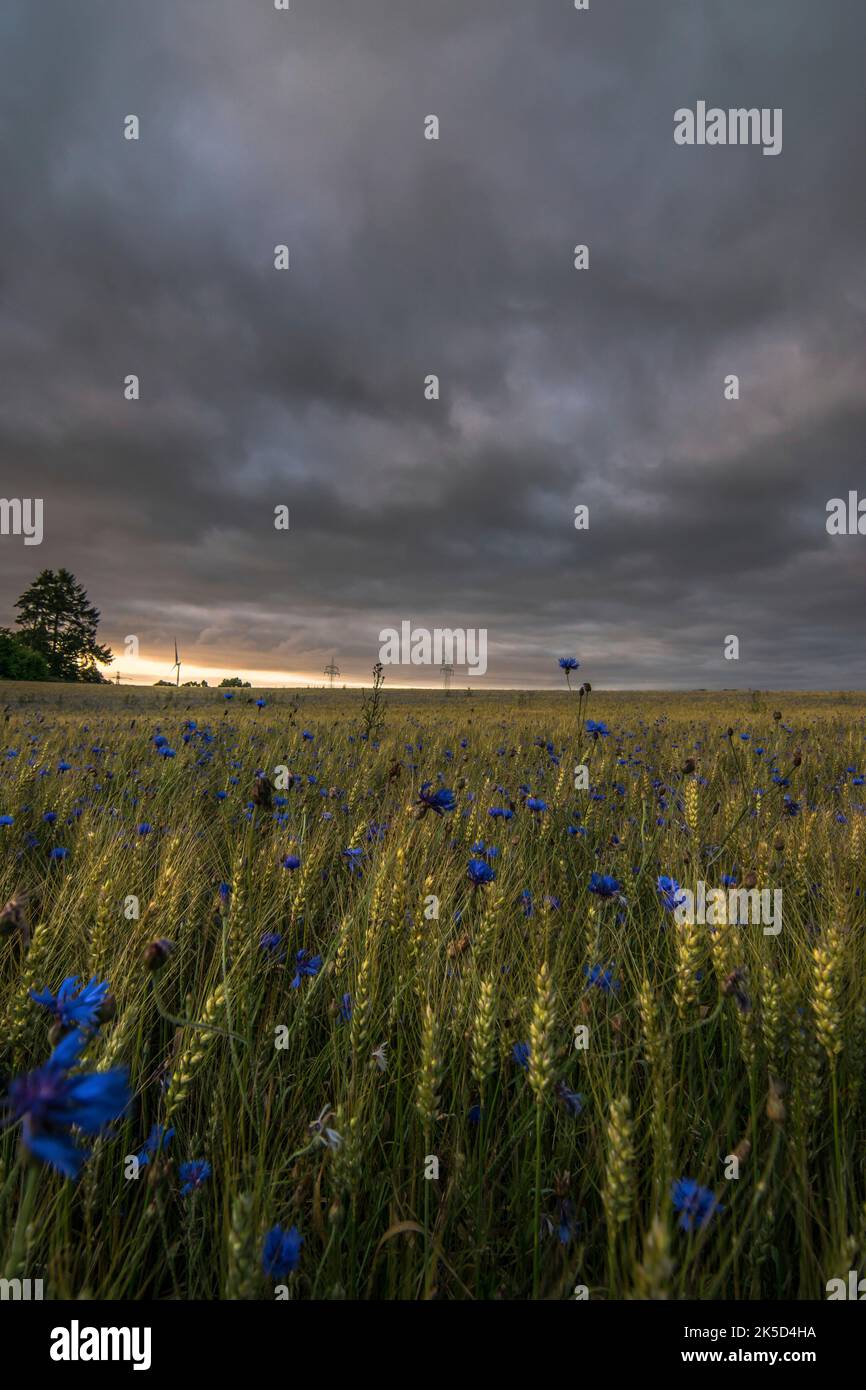 Kornblumenwiese, Himmel dramatisch, Landschaft Stockfoto