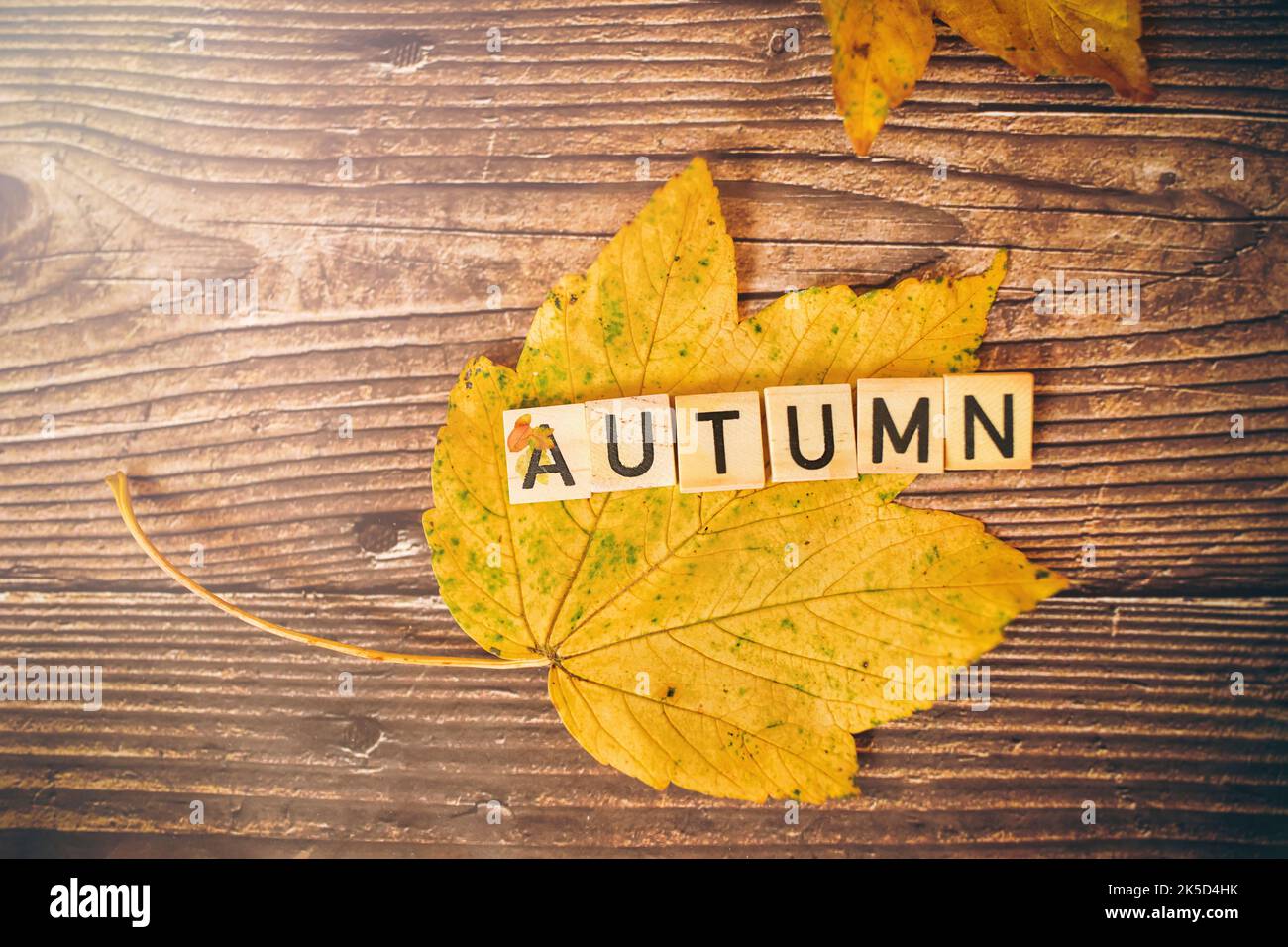 Herbstblatt, Buchstaben, englisches Wort Herbst Stockfoto