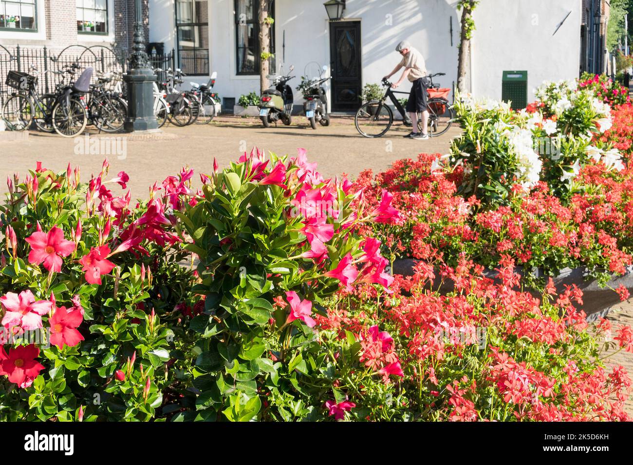 Niederlande, Edam, Blumendekoration vor dem Rathaus Stockfoto