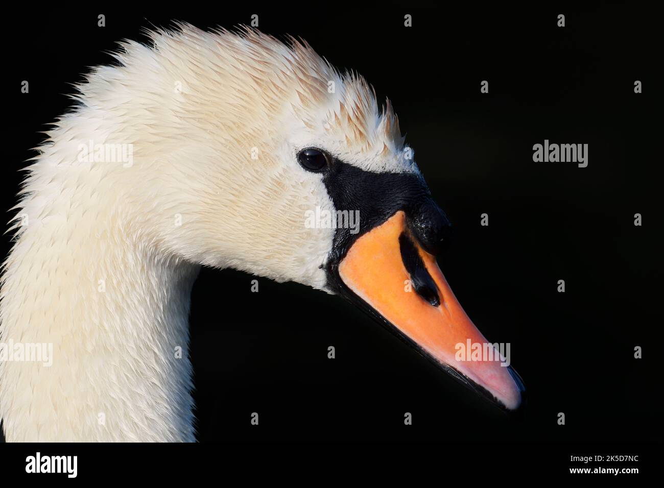 Stummer Schwan (Cygnus olor), Porträt, Nordrhein-Westfalen, Deutschland Stockfoto