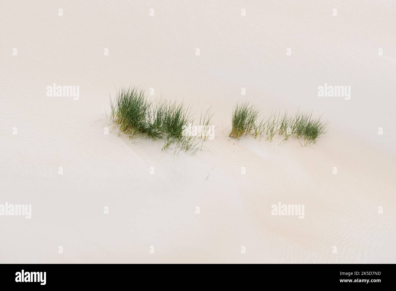 Sanddüne mit Strandgras (Ammophila spec.), Nordholland, Niederlande Stockfoto