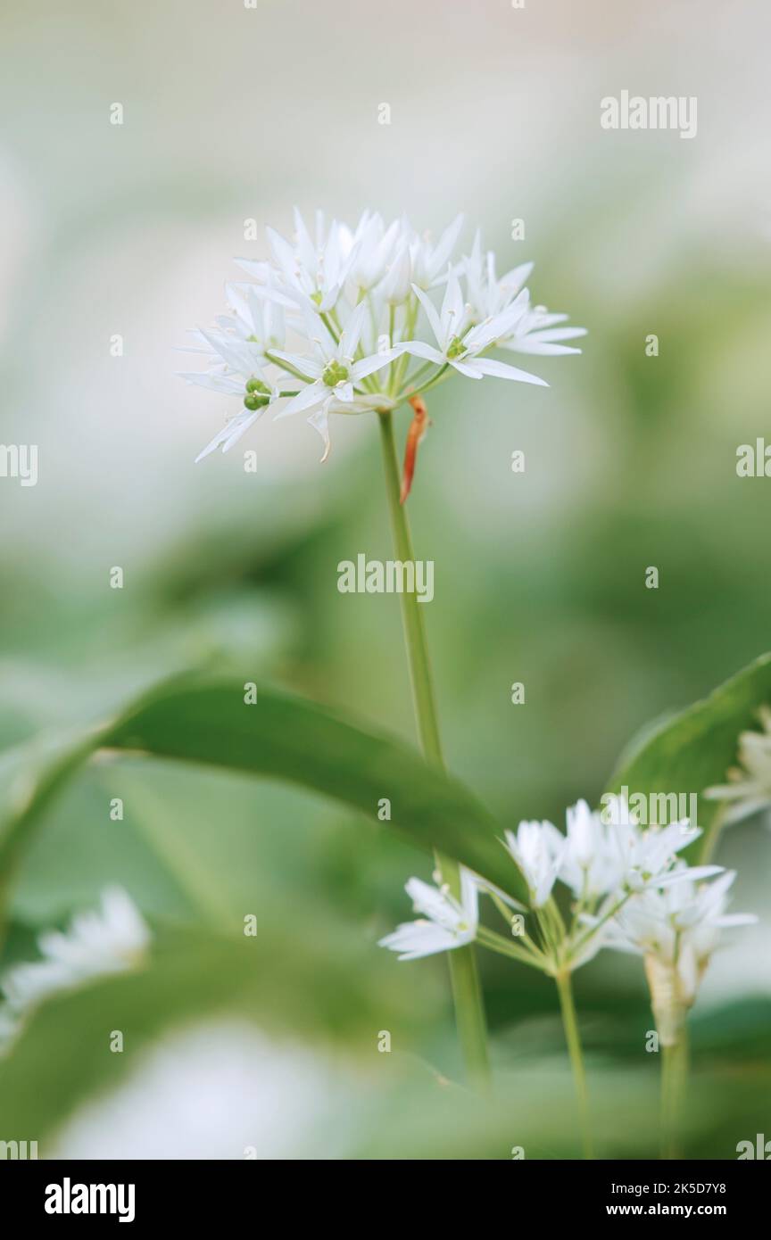 Bärlauch (Allium ursinum), Blumen, Nordrhein-Westfalen, Deutschland Stockfoto