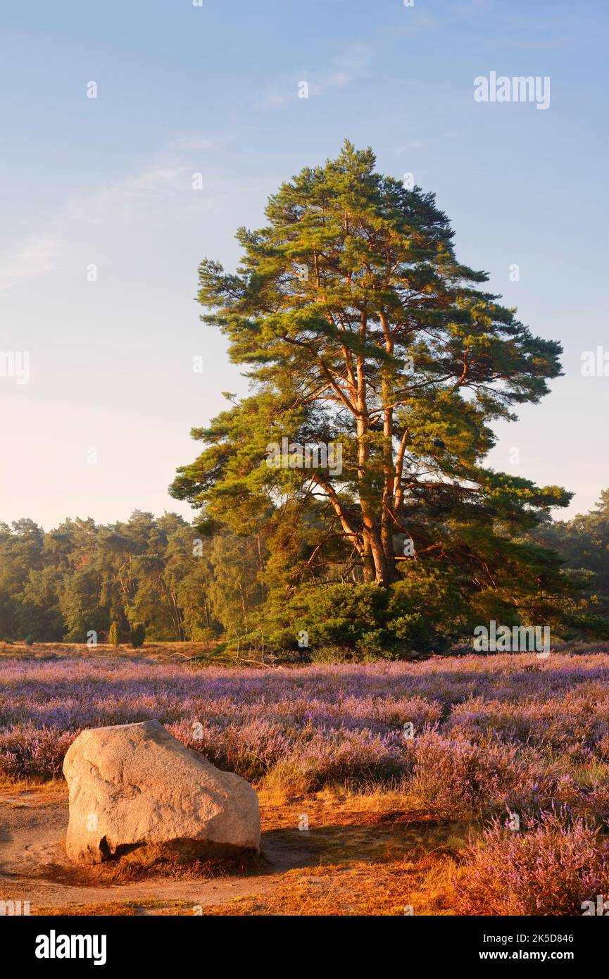 Zirbenkiefer (Pinus sylvestris) und blühende Besenheide (Calluna vulgaris), Westrup-Heide, Nordrhein-Westfalen, Deutschland Stockfoto
