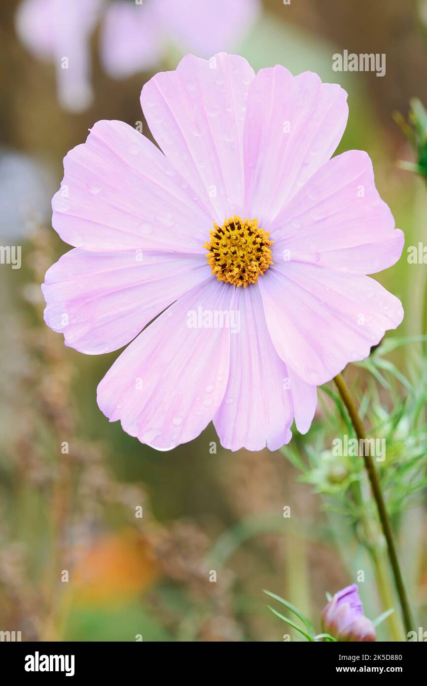 Schmuckkorb (Cosmos bipinnatus), Nordrhein-Westfalen, Deutschland Stockfoto