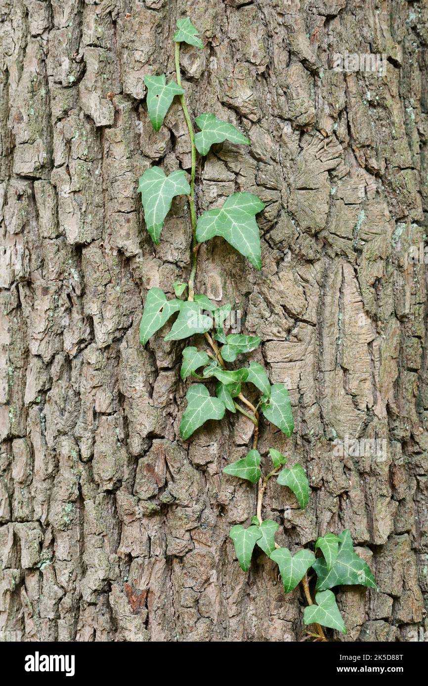 Efeu (Hedera Helix) wächst auf dem Stamm einer Stieleiche (Quercus robur), Nordrhein-Westfalen, Deutschland Stockfoto
