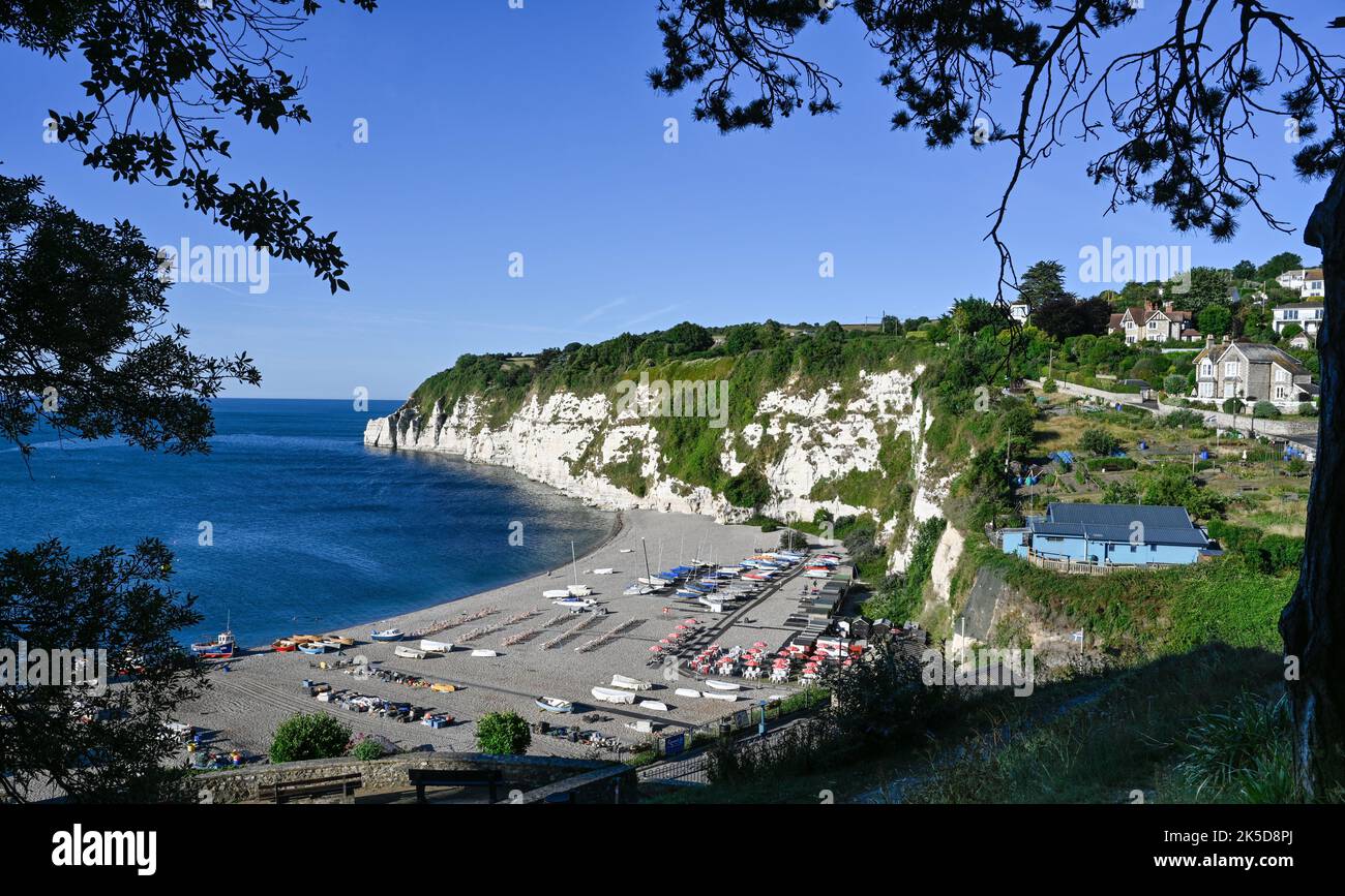 Beer Devon mit Chalk Cliffs Teil der Jurassic Coast. Aufgenommen vom South Coast Path Stockfoto