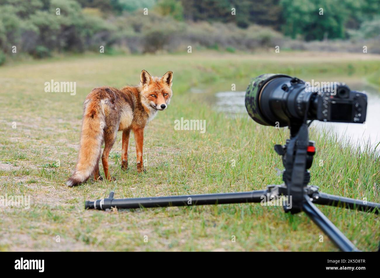 Rotfuchs (Vulpes vulpes) und Fotokamera mit Teleobjektiv, Nordrhein-Westfalen, Deutschland Stockfoto