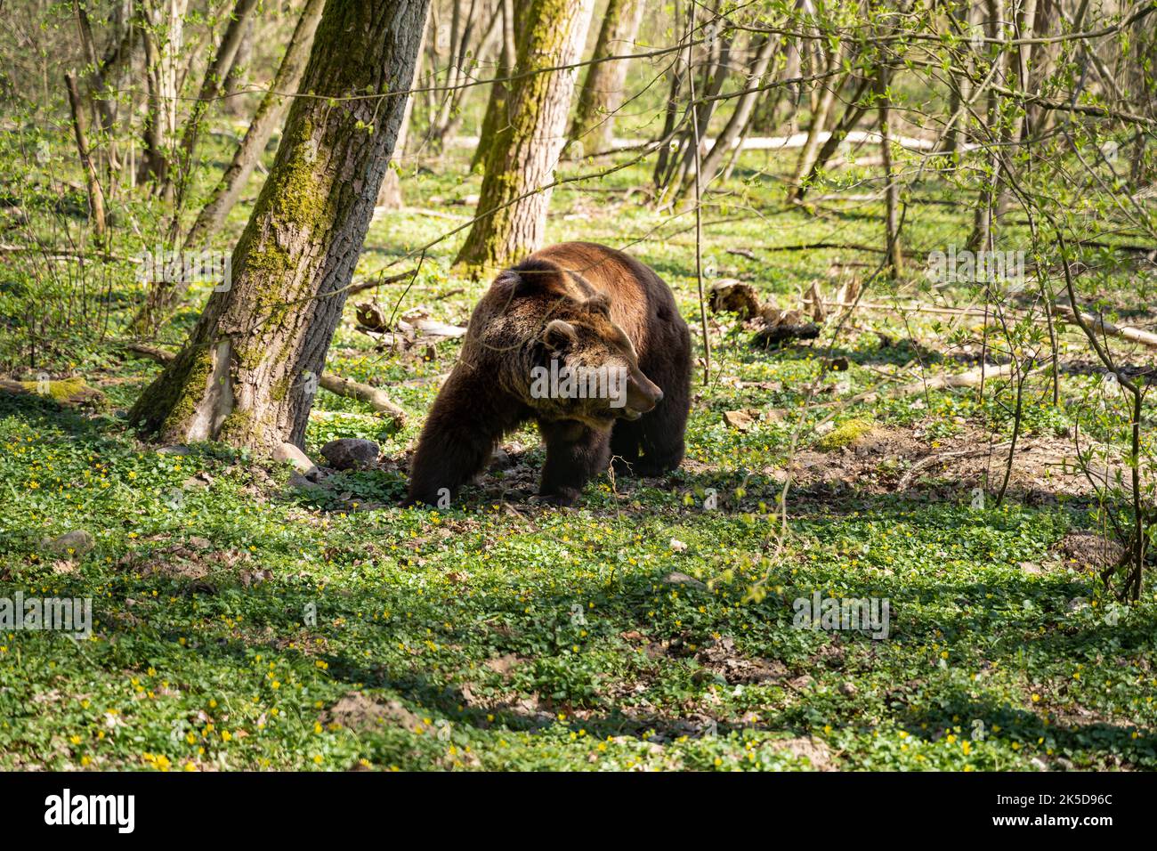 Ein Braunbär, der im Wald steht und nach rechts schaut. Wildes Tier in der Natur. Gefährlicher Ursus arctos aus Europa. Dieser Bär ist 20 Jahre alt. Stockfoto