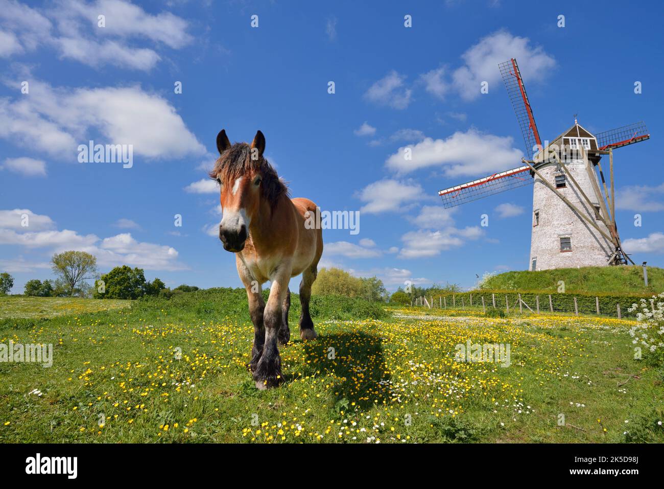 Windmühle Schellemolen und kaltblütiges Pferd, Damme, Westflandern, Flandern, Belgien Stockfoto