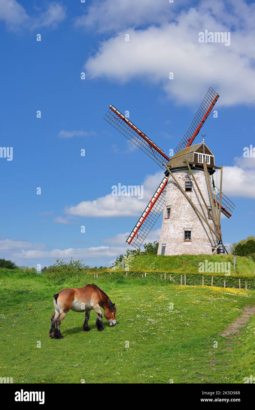 Windmühle Schellemolen und kaltblütiges Pferd, Damme, Westflandern, Flandern, Belgien Stockfoto