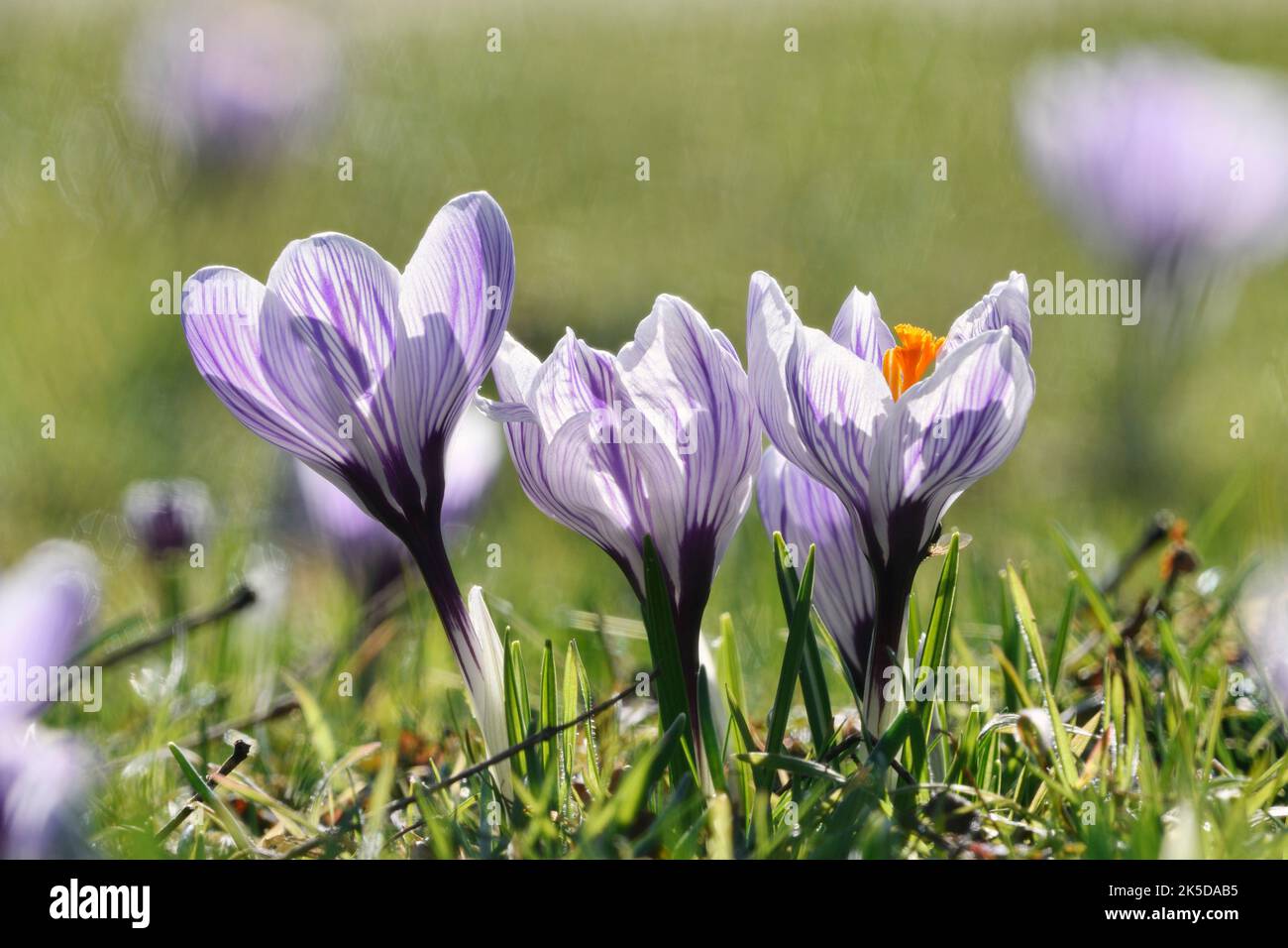 Kleiner Krokus oder Balkan-Krokus (Crocus chrysanthus), Nordrhein-Westfalen, Deutschland Stockfoto