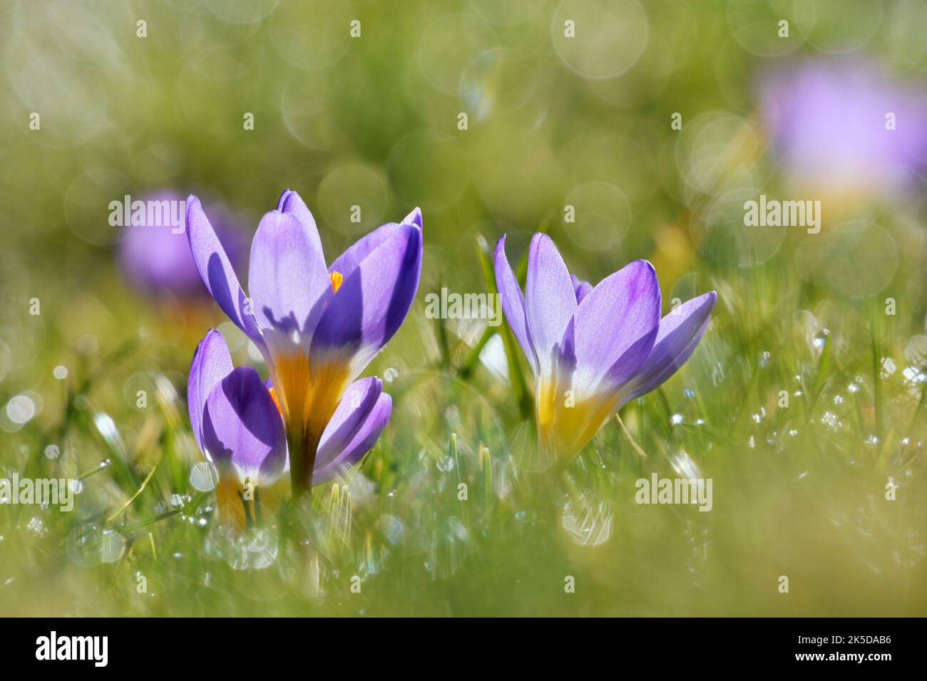 Sieber crocus oder griechischer Zwergkrokus (Crocus sieberi), Nordrhein-Westfalen, Deutschland Stockfoto