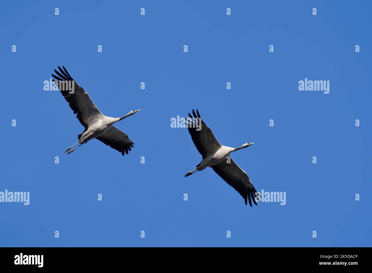Graukrane (Grus grus), fliegend, Nordrhein-Westfalen, Deutschland Stockfoto