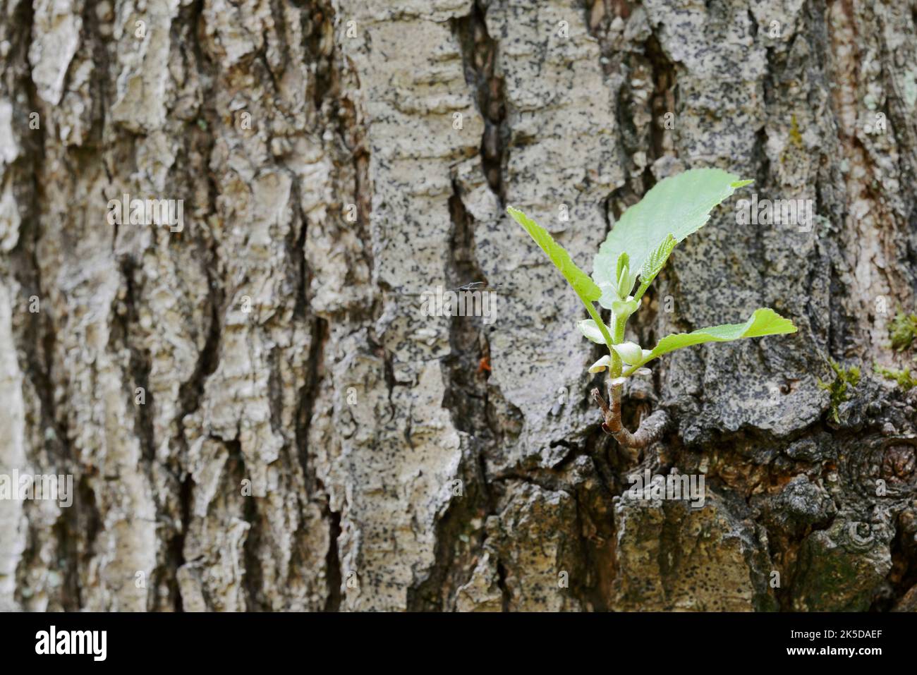 Grauerle (Alnus incana), Rinde und Blätter, Nordrhein-Westfalen, Deutschland Stockfoto