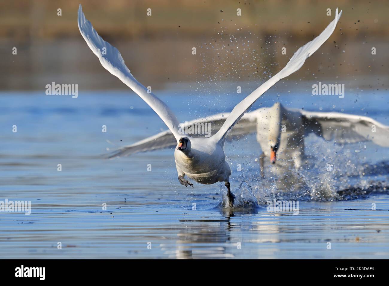 Muter Schwan (Cygnus olor), Start, Nordrhein-Westfalen, Deutschland Stockfoto