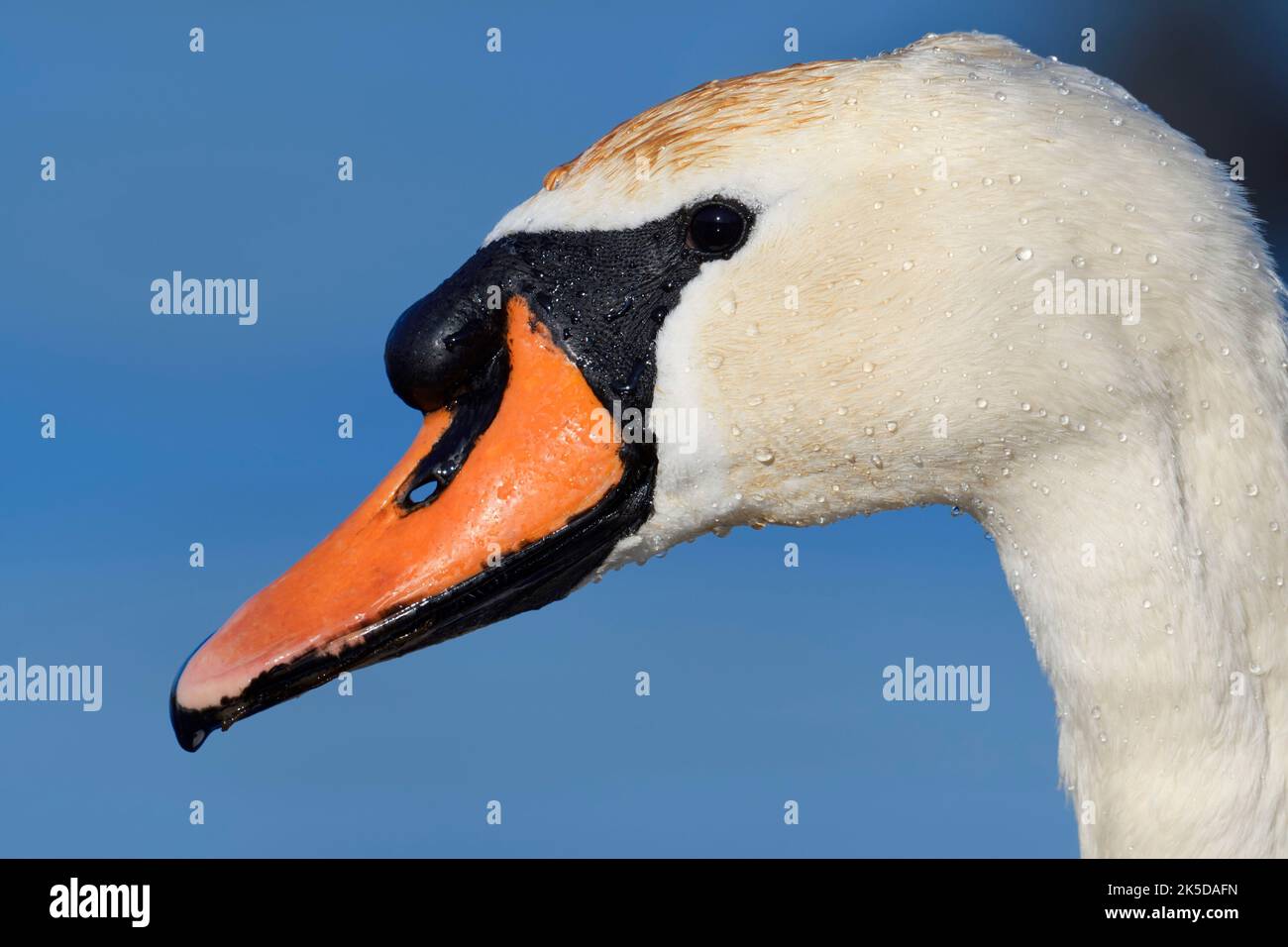 Stummer Schwan (Cygnus olor), Porträt, Nordrhein-Westfalen, Deutschland Stockfoto