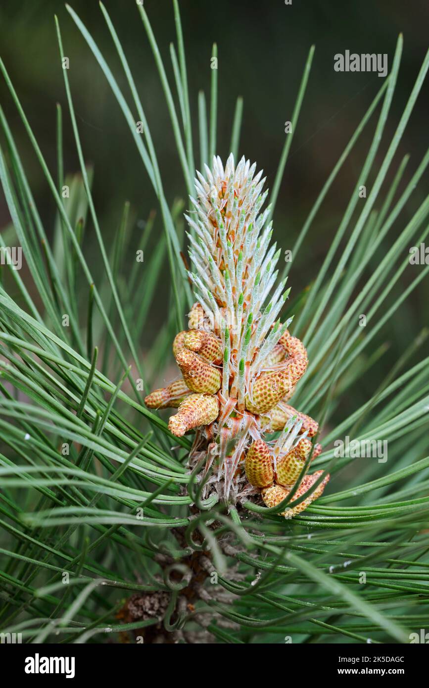 Schwarzkiefer (Pinus nigra), männliche Blüten, Flandern, Belgien Stockfoto