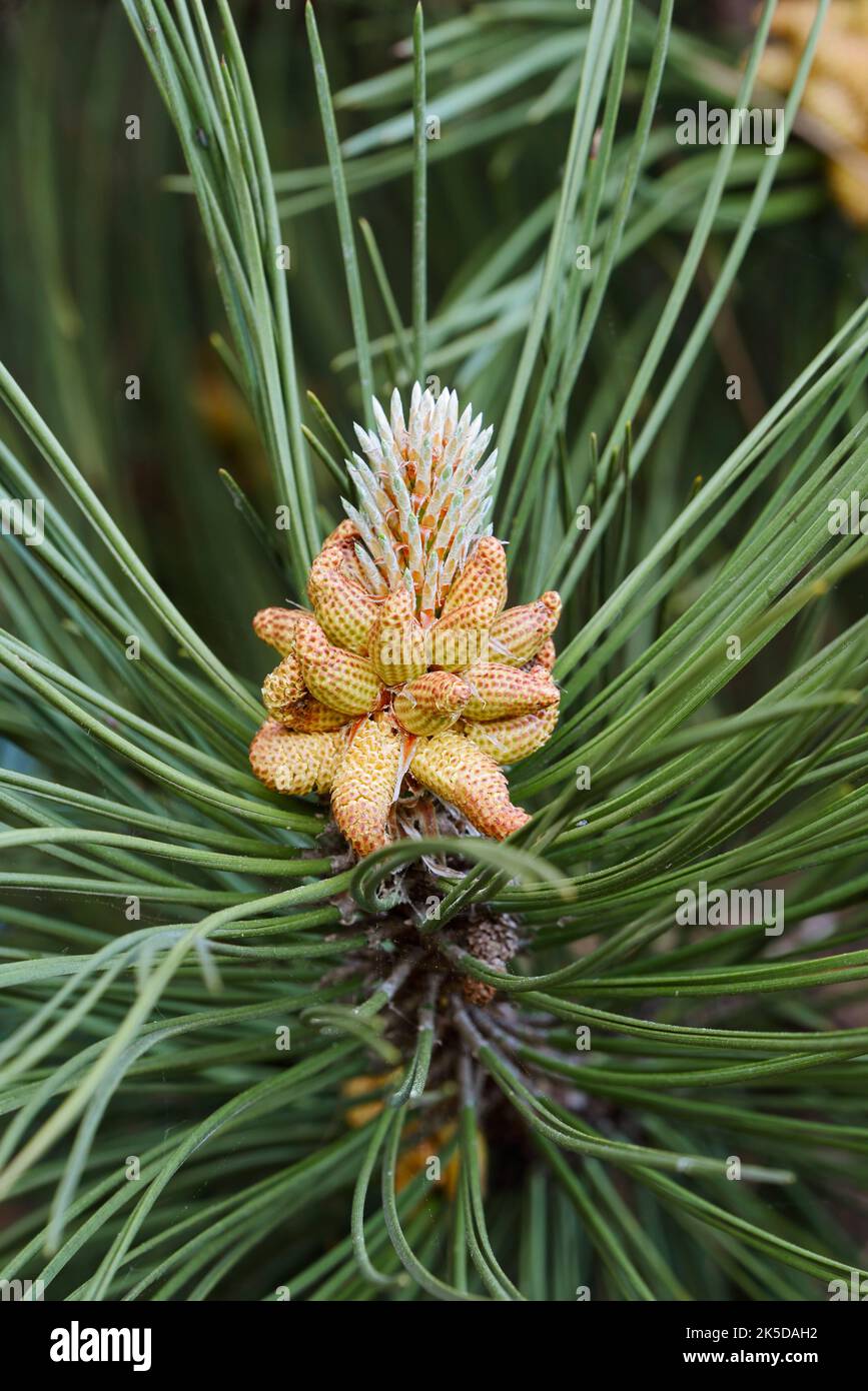 Schwarzkiefer (Pinus nigra), männliche Blüten, Flandern, Belgien Stockfoto