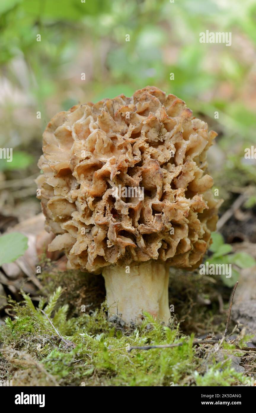 Essensmorelle (Morchella esculenta), Nordrhein-Westfalen, Deutschland Stockfoto