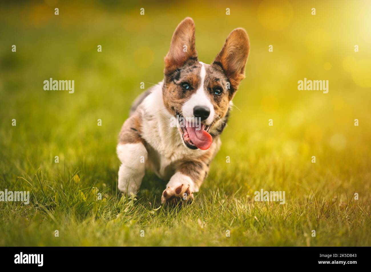 Happy kleine welsh Corgi Hund Welpen läuft auf dem Gras im Freien am Sonnenuntergang Stockfoto