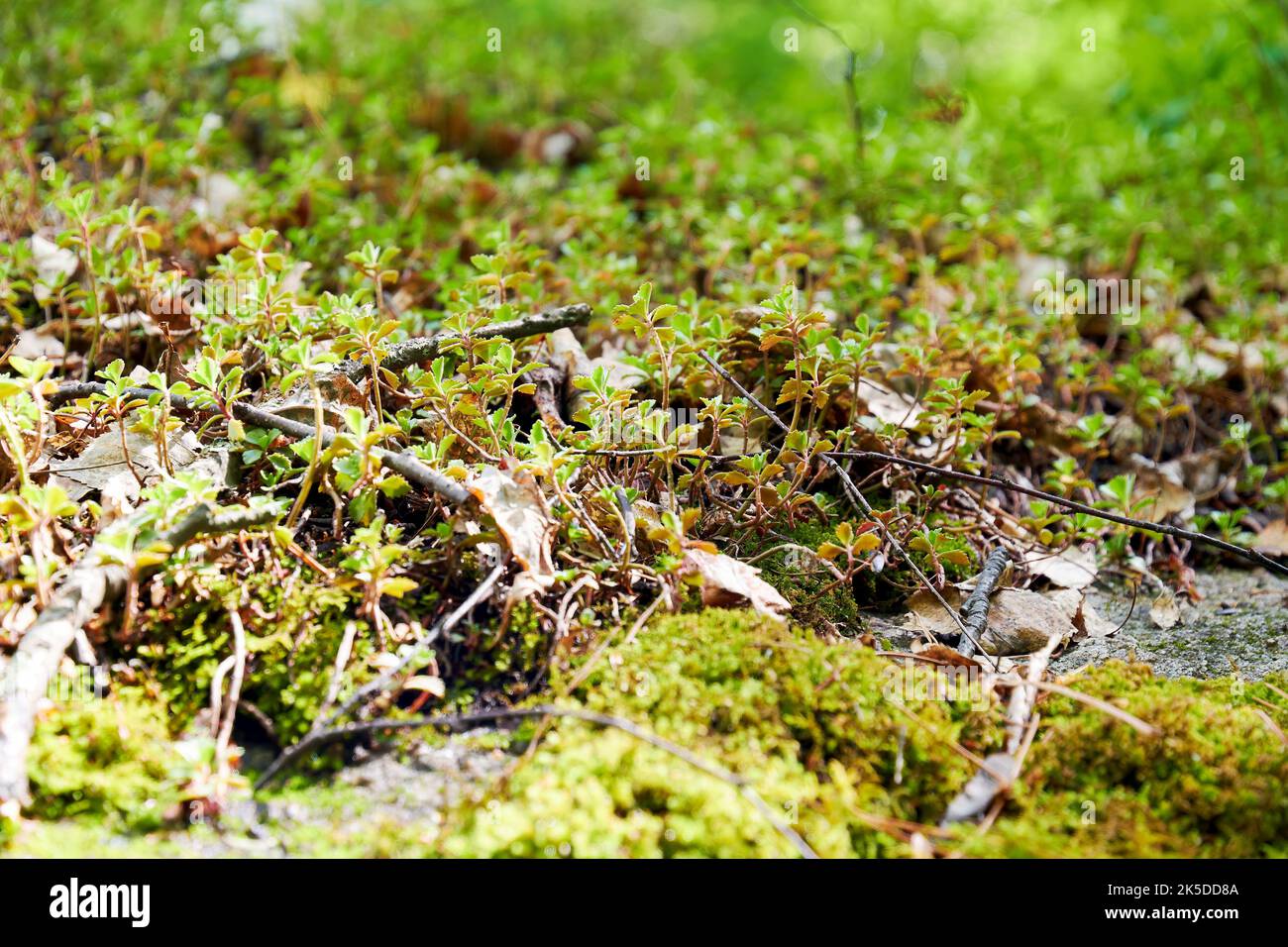 Frisches grünes Moos wächst im Wald. Abstrakte Natur Hintergründe Stockfoto