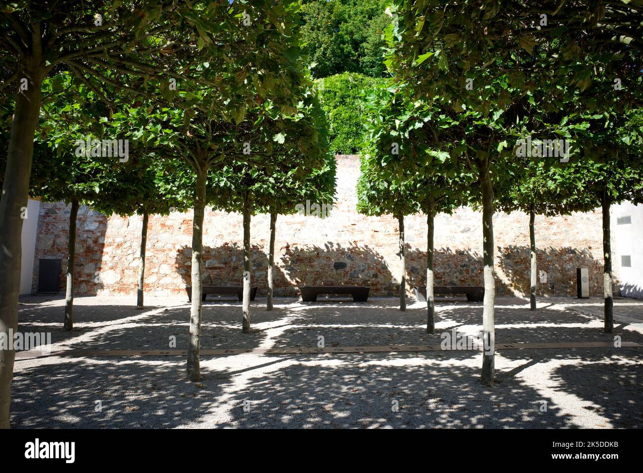 Bäume wurden in quadratische geometrische Formen getrimmt. Er machte den Schatten zu Gittern. Stockfoto