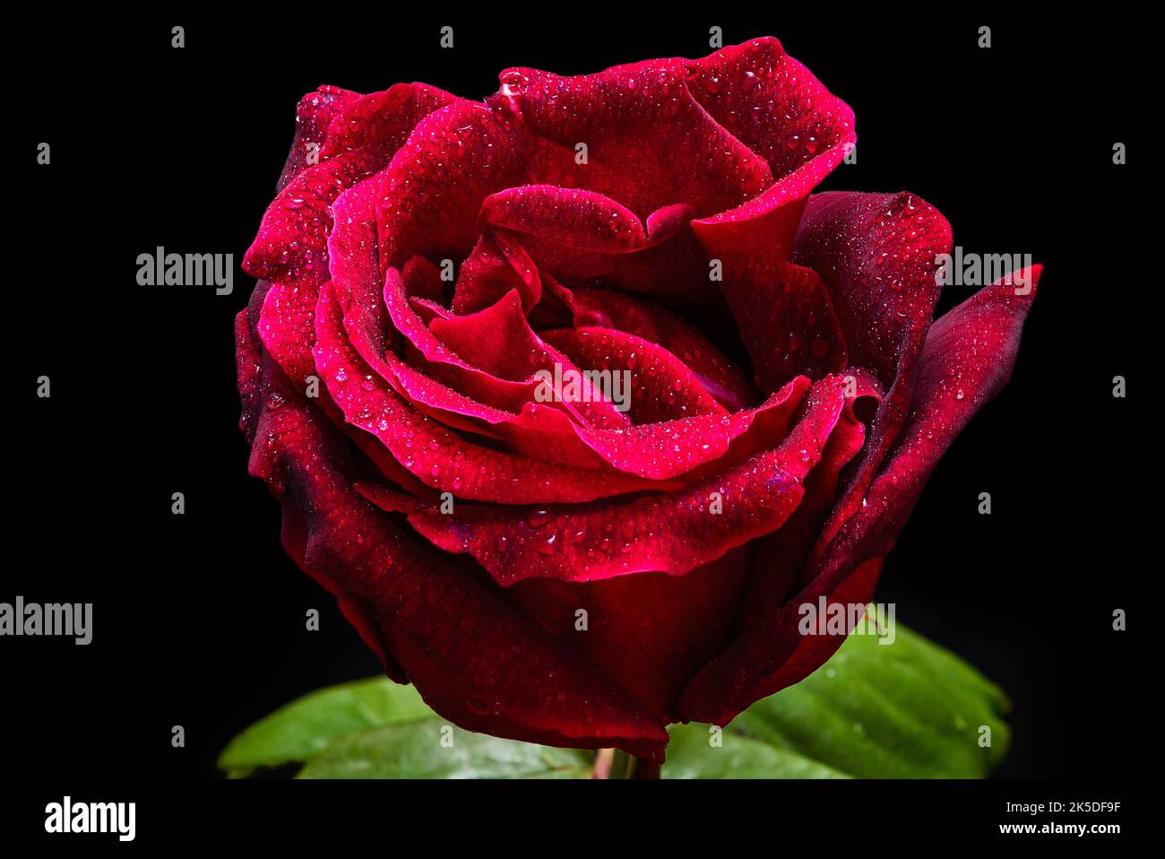 Rote Rose vor schwarzem Hintergrund Stockfoto