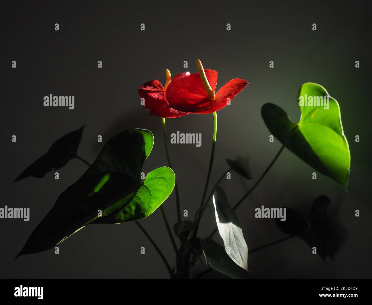 Anthurium in natürlichem Licht, innen Stockfoto